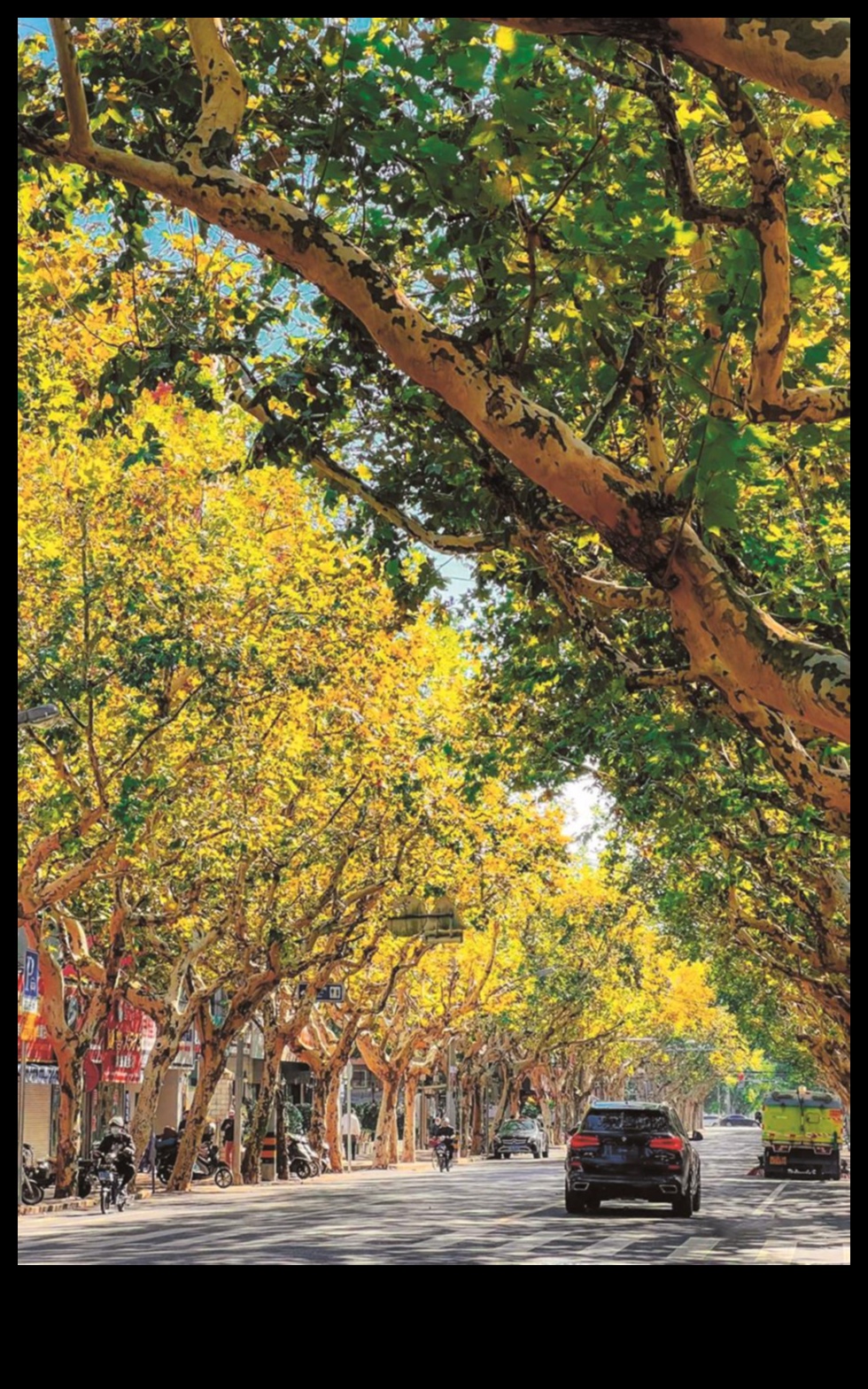 الحديقة الذهبية: بلوم في الذهب المشع