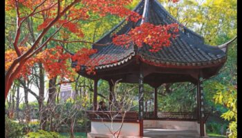 الحديقة الذهبية: بلوم في الذهب المشع