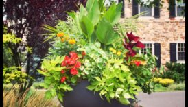 الجمال الناشئ: فن وعلم البستنة الحاوية