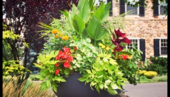 الجمال الناشئ: فن وعلم البستنة الحاوية