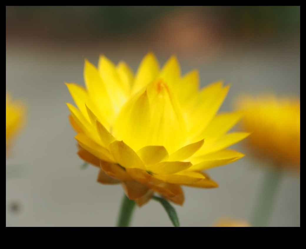 الحديقة الذهبية: بلوم إن راديانس