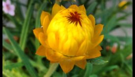 الحديقة الذهبية: بلوم إن راديانس