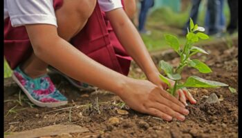 أكثر خضرة معًا: ممارسات تعاونية لصيانة الحدائق المثلى