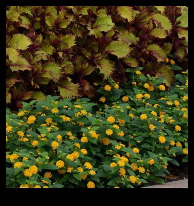 وعاء من الذهب: نصائح لزراعة الحاويات لتحقيق النجاح المزدهر