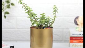 وعاء من الذهب: نصائح لزراعة الحاويات لتحقيق النجاح المزدهر