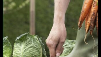 ازرع، انمو، توهج: فن صيانة الحدائق الناجحة