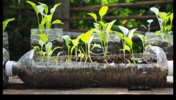 حدائق صديقة للبيئة: مشاريع DIY مستدامة للجميع