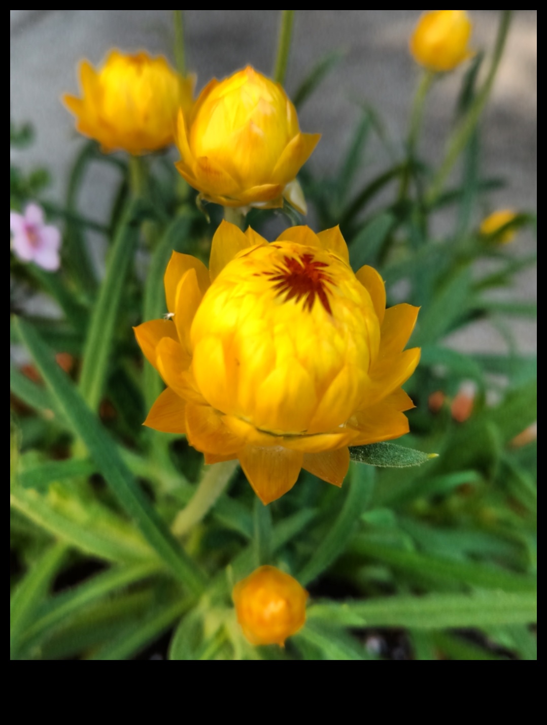 الحديقة الذهبية: بلوم إن راديانس